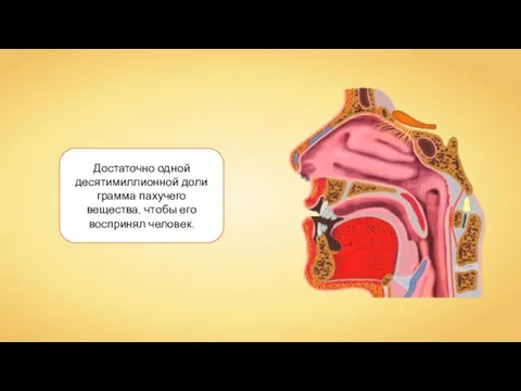 Достаточно одной десятимиллионной доли грамма пахучего вещества, чтобы его воспринял человек.