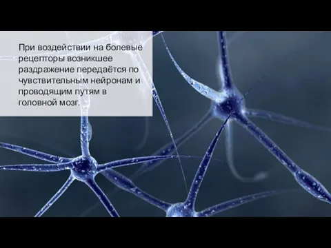 При воздействии на болевые рецепторы возникшее раздражение передаётся по чувствительным нейронам и