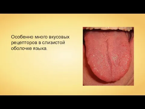 Особенно много вкусовых рецепторов в слизистой оболочке языка.