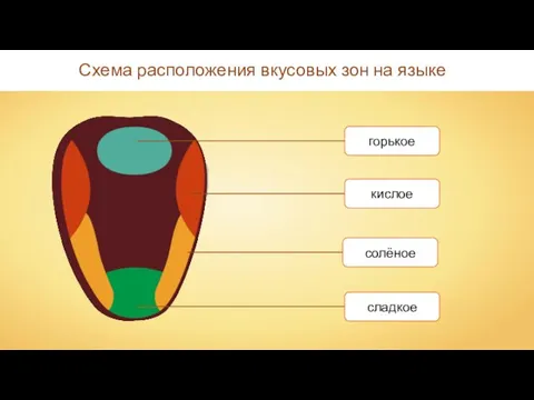 Схема расположения вкусовых зон на языке