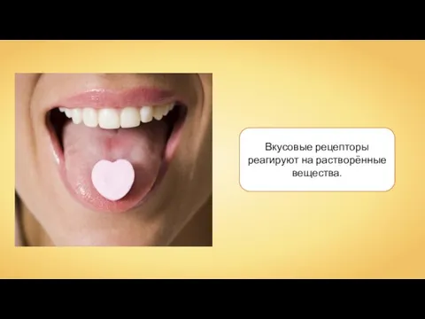 Вкусовые рецепторы реагируют на растворённые вещества.