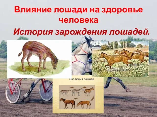 Влияние лошади на здоровье человека История зарождения лошадей.