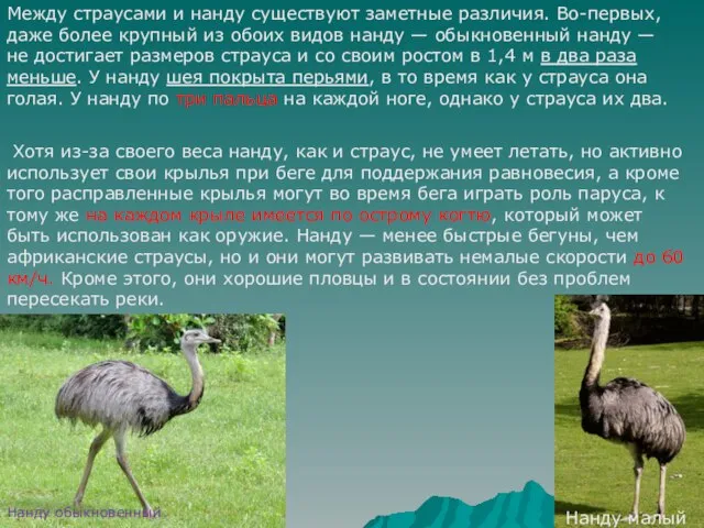 Между страусами и нанду существуют заметные различия. Во-первых, даже более крупный из