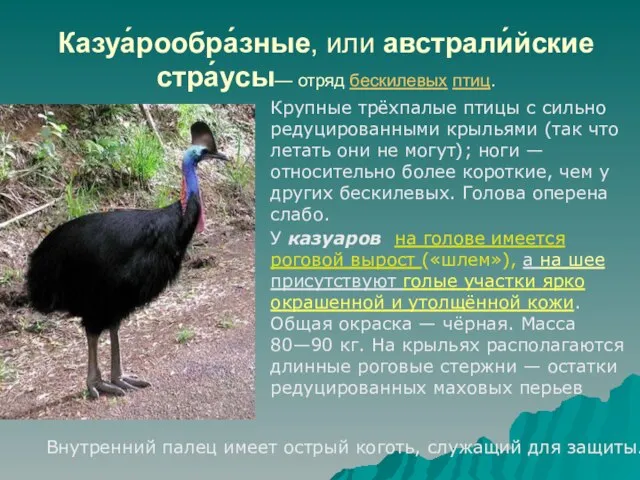 Казуа́рообра́зные, или австрали́йские стра́усы— отряд бескилевых птиц. Крупные трёхпалые птицы с сильно