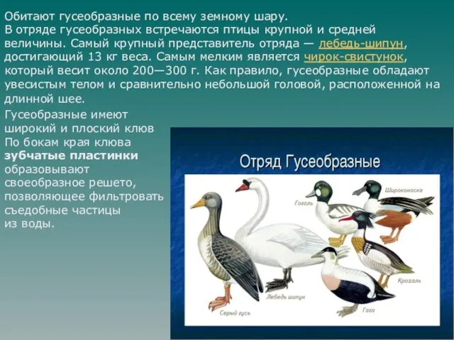 Обитают гусеобразные по всему земному шару. В отряде гусеобразных встречаются птицы крупной