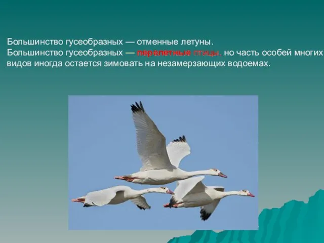 Большинство гусеобразных — отменные летуны. Большинство гусеобразных — перелетные птицы, но часть