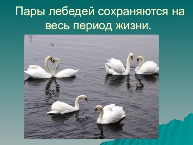Пары лебедей сохраняются на весь период жизни.