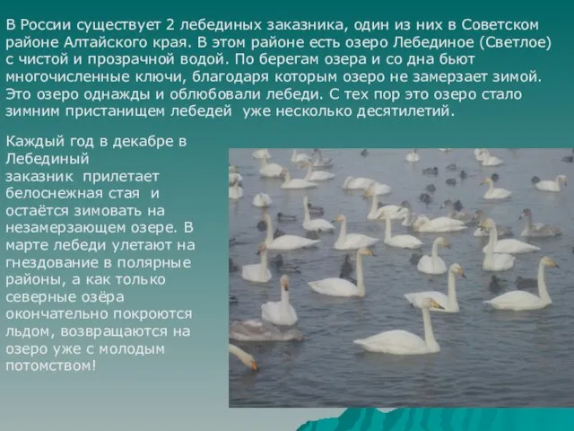 В России существует 2 лебединых заказника, один из них в Советском районе