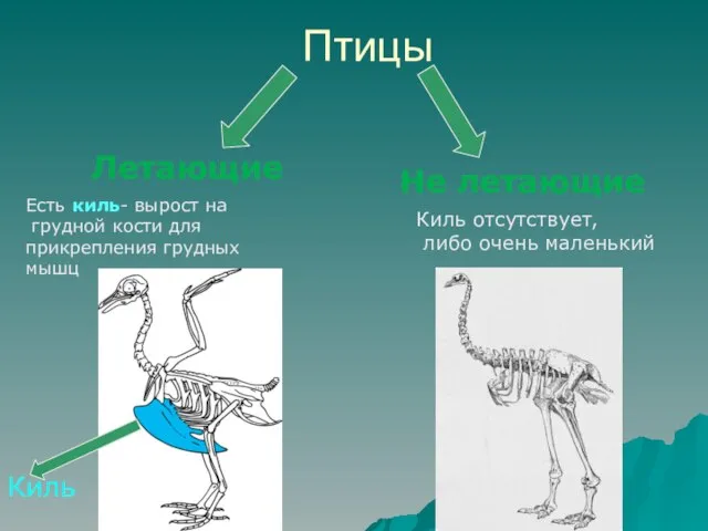 Птицы Летающие Не летающие Есть киль- вырост на грудной кости для прикрепления