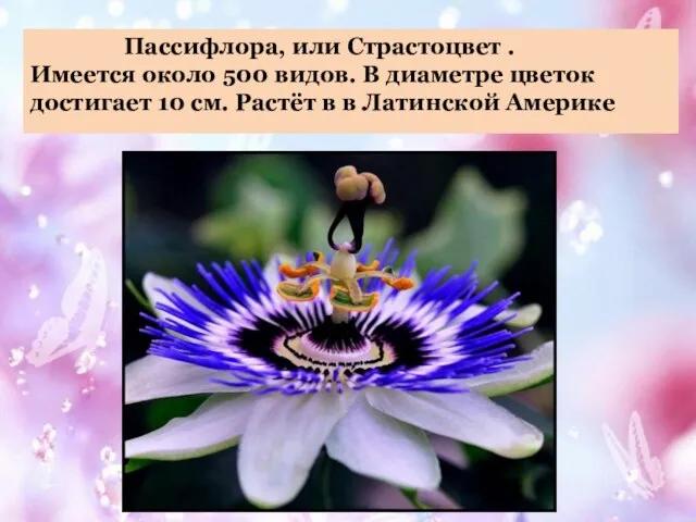 Пассифлора, или Страстоцвет . Имеется около 500 видов. В диаметре цветок достигает
