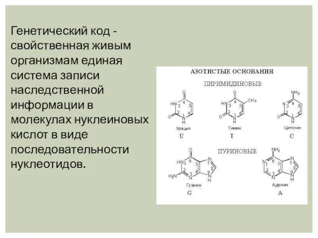 Генетический код - свойственная живым организмам единая система записи наследственной информации в