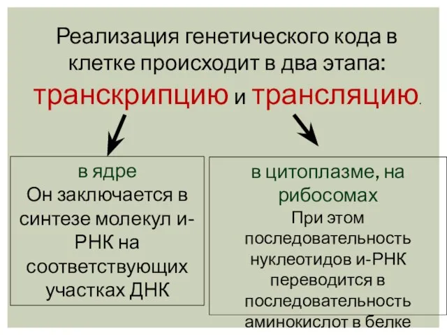 Реализация генетического кода в клетке происходит в два этапа: транскрипцию и трансляцию.