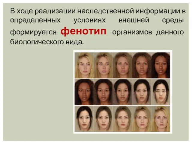 В ходе реализации наследственной информации в определенных условиях внешней среды формируется фенотип организмов данного биологического вида.