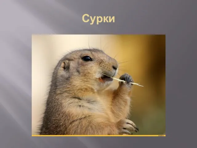 Сурки