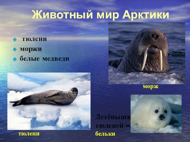 Животный мир Арктики морж тюлени Детёныши тюленей – бельки тюлени моржи белые медведи