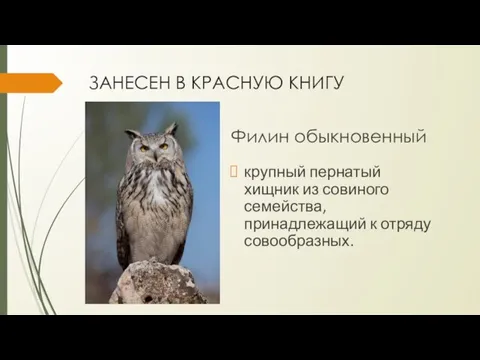 ЗАНЕСЕН В КРАСНУЮ КНИГУ Филин обыкновенный крупный пернатый хищник из совиного семейства, принадлежащий к отряду совообразных.