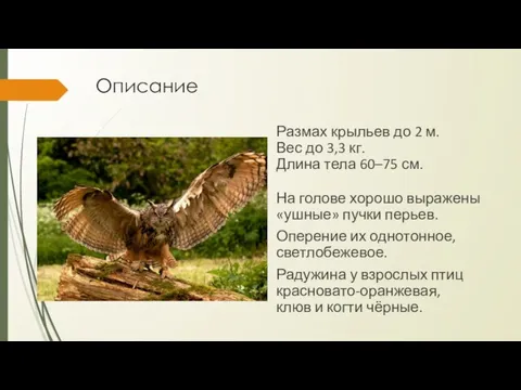 Размах крыльев до 2 м. Вес до 3,3 кг. Длина тела 60–75