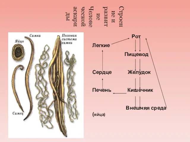 Строение и развитие Человеческой аскариды Рот Легкие Пищевод Сердце Желудок Печень Кишечник Внешняя среда (яйца)