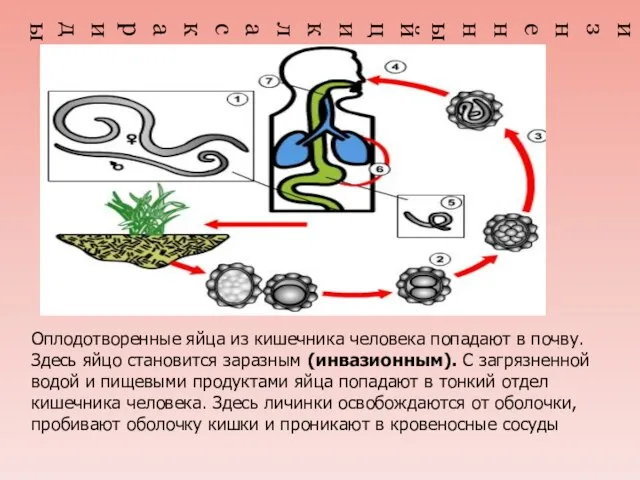 Жизненный цикл аскариды Оплодотворенные яйца из кишечника человека попадают в почву. Здесь