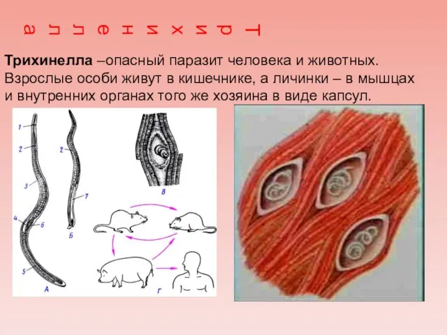 Трихинелла Трихинелла –опасный паразит человека и животных. Взрослые особи живут в кишечнике,