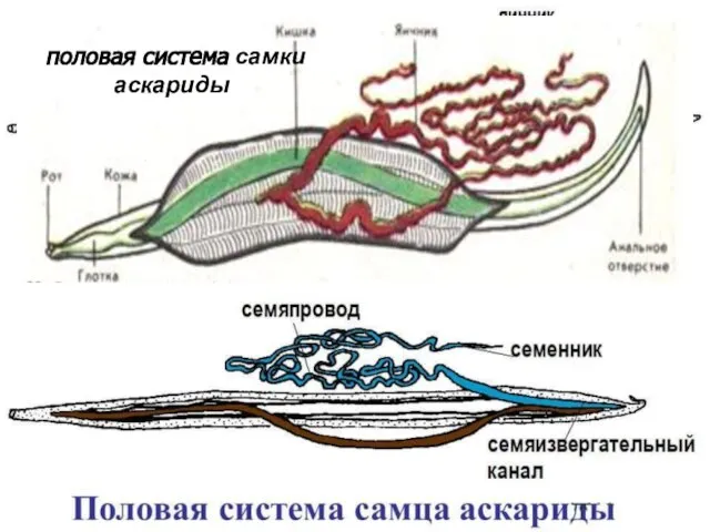 половая система самки аскариды