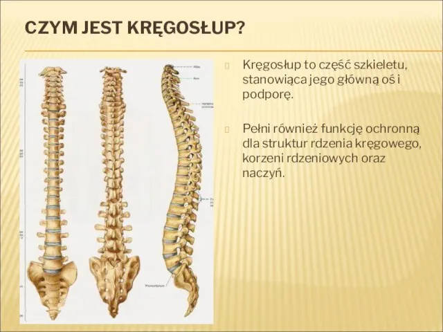 CZYM JEST KRĘGOSŁUP? Kręgosłup to część szkieletu, stanowiąca jego główną oś i