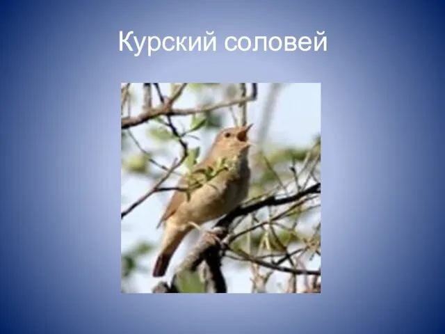 Курский соловей