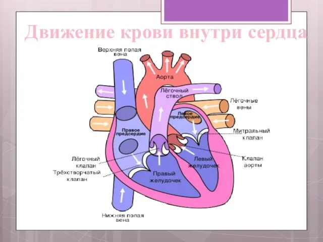 Движение крови внутри сердца