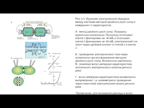 Рис. 3-5. Изучение электрической передачи между клетками методом двойного patch-clamp и измерения