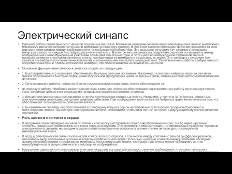 Электрический синапс Принцип работы электрического синапса показан на рис. 3-6 А. Механизм