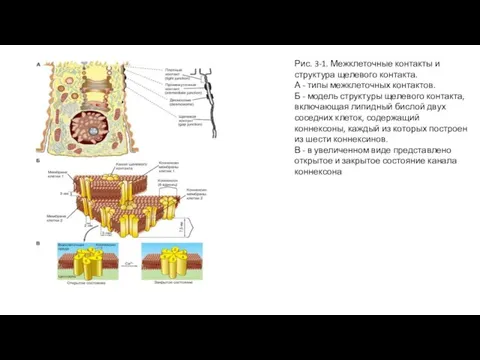 Рис. 3-1. Межклеточные контакты и структура щелевого контакта. А - типы межклеточных