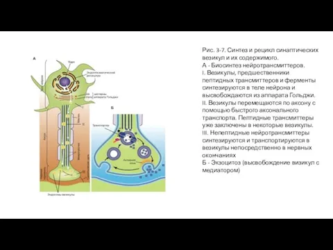 Рис. 3-7. Синтез и рецикл синаптических везикул и их содержимого. А -