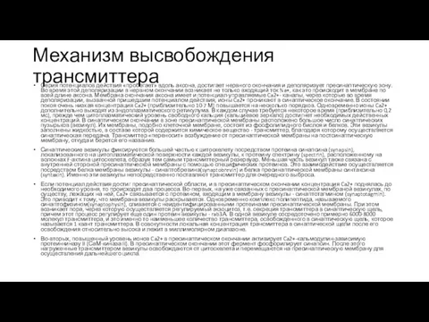 Механизм высвобождения трансмиттера Серия потенциалов действия «пробегает» вдоль аксона, достигает нервного окончания