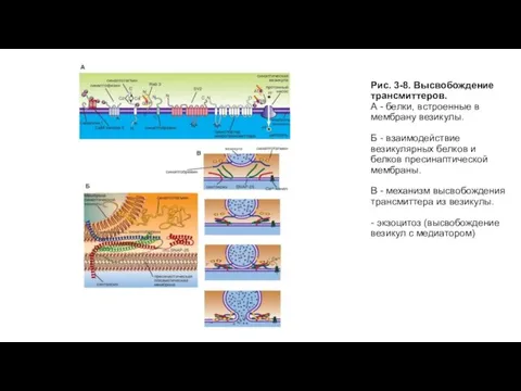 Рис. 3-8. Высвобождение трансмиттеров. А - белки, встроенные в мембрану везикулы. Б