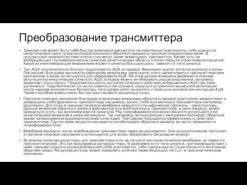 Преобразование трансмиттера Трансмиттер может быть либо быстро химически расщеплен на неактивные компоненты,