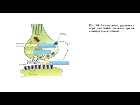 Рис. 3-9. Расщепление, удаление и обратный захват трансмиттера на примере ацетилхолина