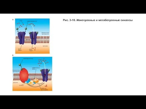 Рис. 3-10. Ионотропные и метаботропные синапсы