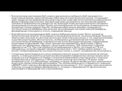 В ионотропном никотиновом АЦХ синапсе две молекулы свободного АЦХ связываются с рецепторным