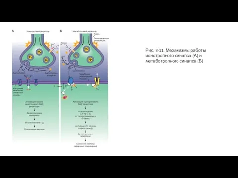 Рис. 3-11. Механизмы работы ионотропного синапса (А) и метаботропного синапса (Б)