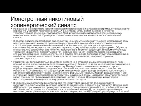 Ионотропный никотиновый холинергический синапс На примере ионотропного никотинового холинергического синапса рассмотрим ацетилхолиновую