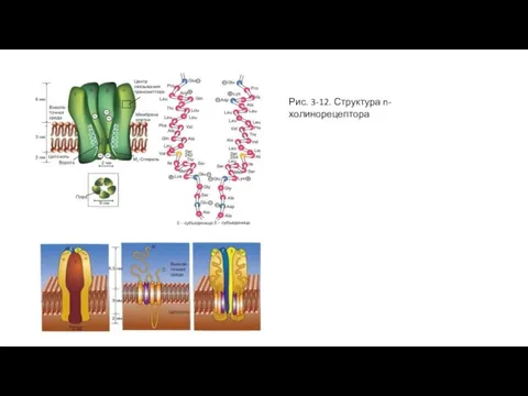 Рис. 3-12. Структура n-холинорецептора