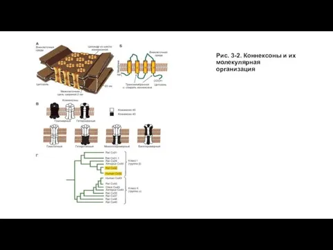 Рис. 3-2. Коннексоны и их молекулярная организация