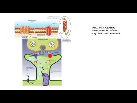 Рис. 3-13. Один из механизмов работы глутаматного синапса