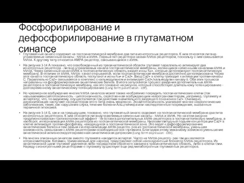 Фосфорилирование и дефосфорилирование в глутаматном синапсе Глутаматный синапс содержит на постсинаптической мембране