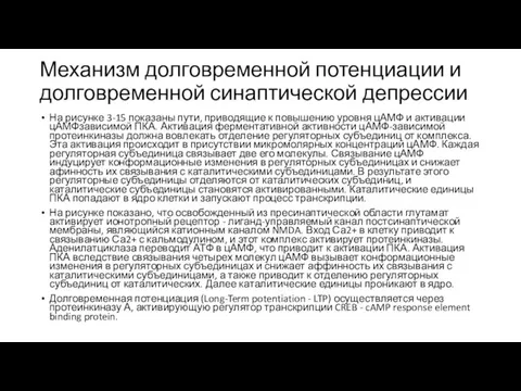 Механизм долговременной потенциации и долговременной синаптической депрессии На рисунке 3-15 показаны пути,