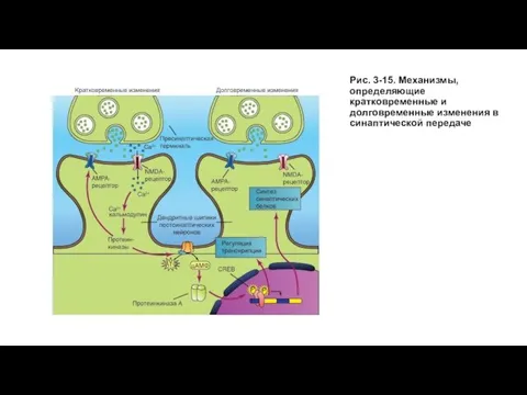 Рис. 3-15. Механизмы, определяющие кратковременные и долговременные изменения в синаптической передаче