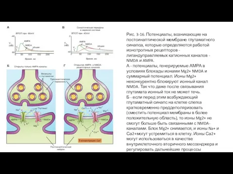 Рис. 3-16. Потенциалы, возникающие на постсинаптической мембране глутаматного синапса, которые определяются работой