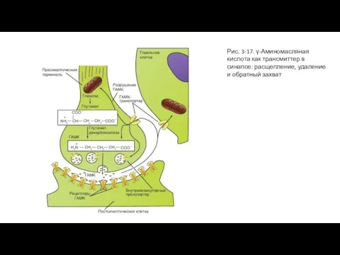 Рис. 3-17. γ-Аминомасляная кислота как трансмиттер в синапсе: расщепление, удаление и обратный захват