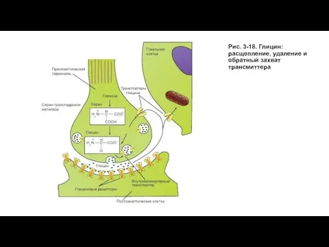Рис. 3-18. Глицин: расщепление, удаление и обратный захват трансмиттера