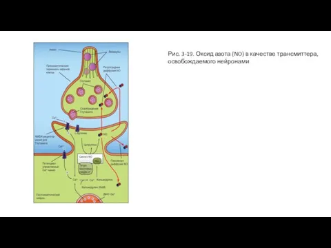Рис. 3-19. Оксид азота (NO) в качестве трансмиттера, освобождаемого нейронами